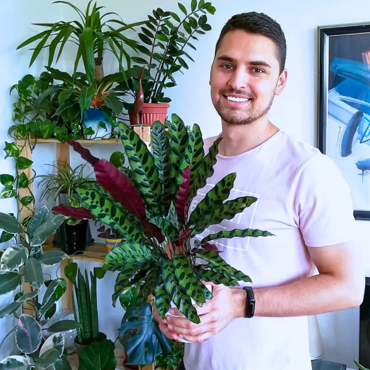 Goeppertia insignis Rattlesnake Plant Is a Striking Houseplant