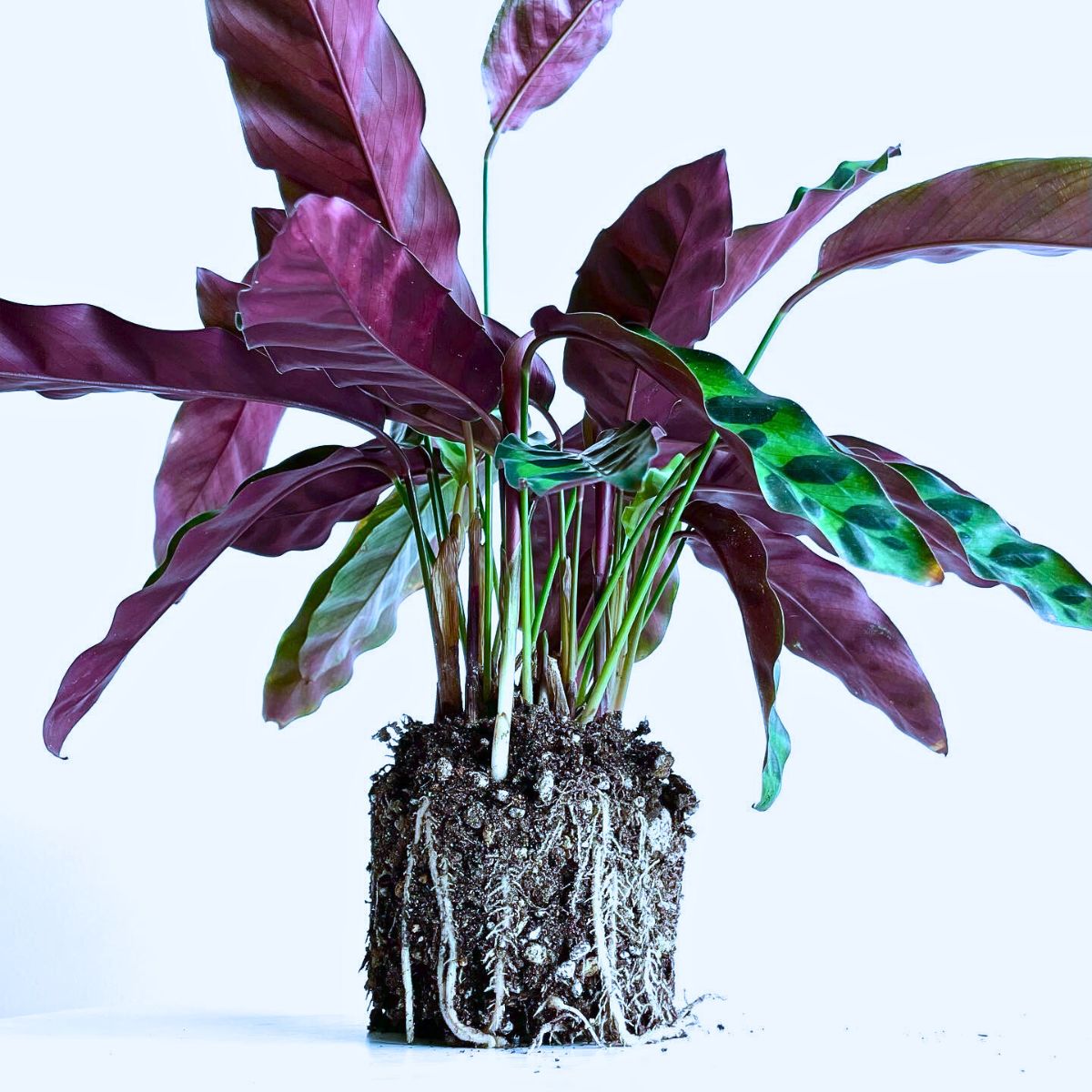 Rattlesnake Plant Rattlesnake Plant Is a Striking Houseplant