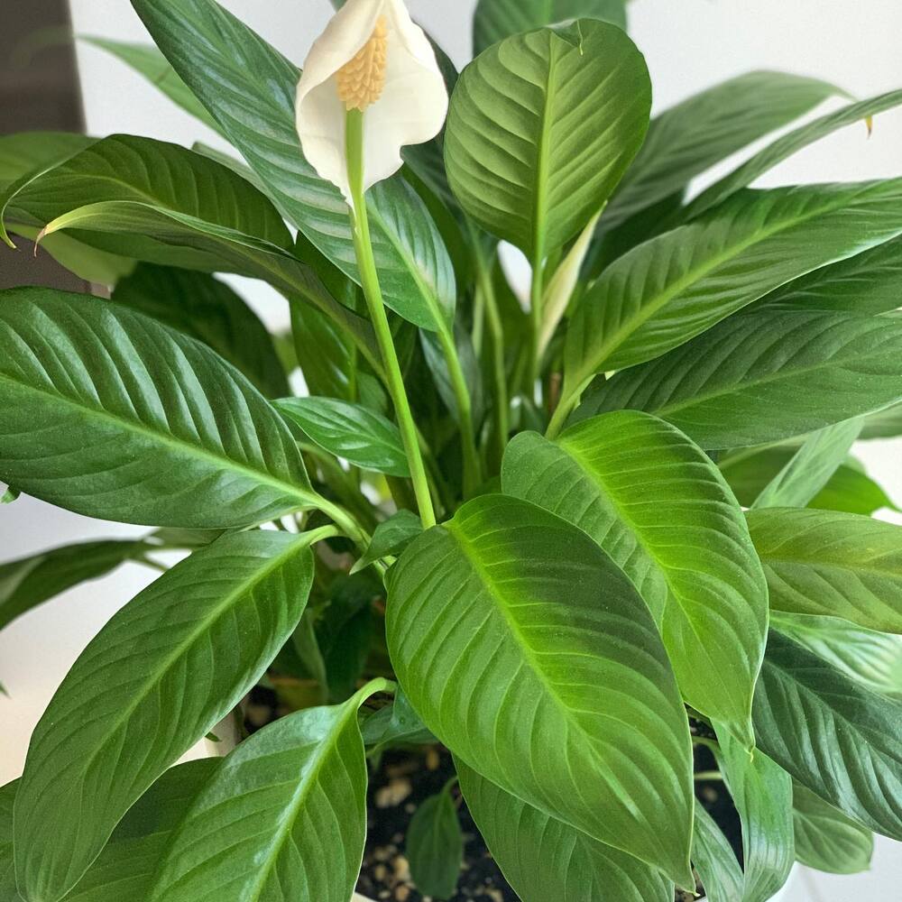 peace lily for your bedroom peace lily for your bedroom