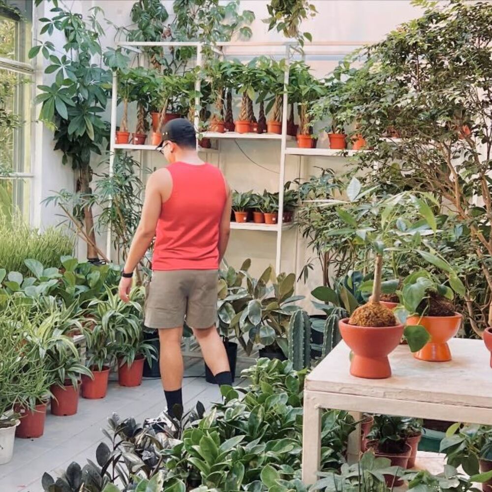 Varieties of indoor plant Men watching their indoor plants