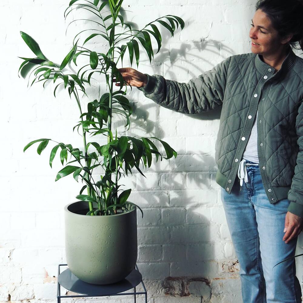 air purifying bamboo plant for home air purifying bamboo plant for home