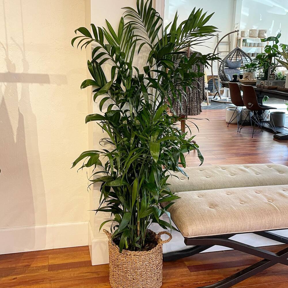 Plant for enhancing positivity in your home Plant for enhancing positivity in your home