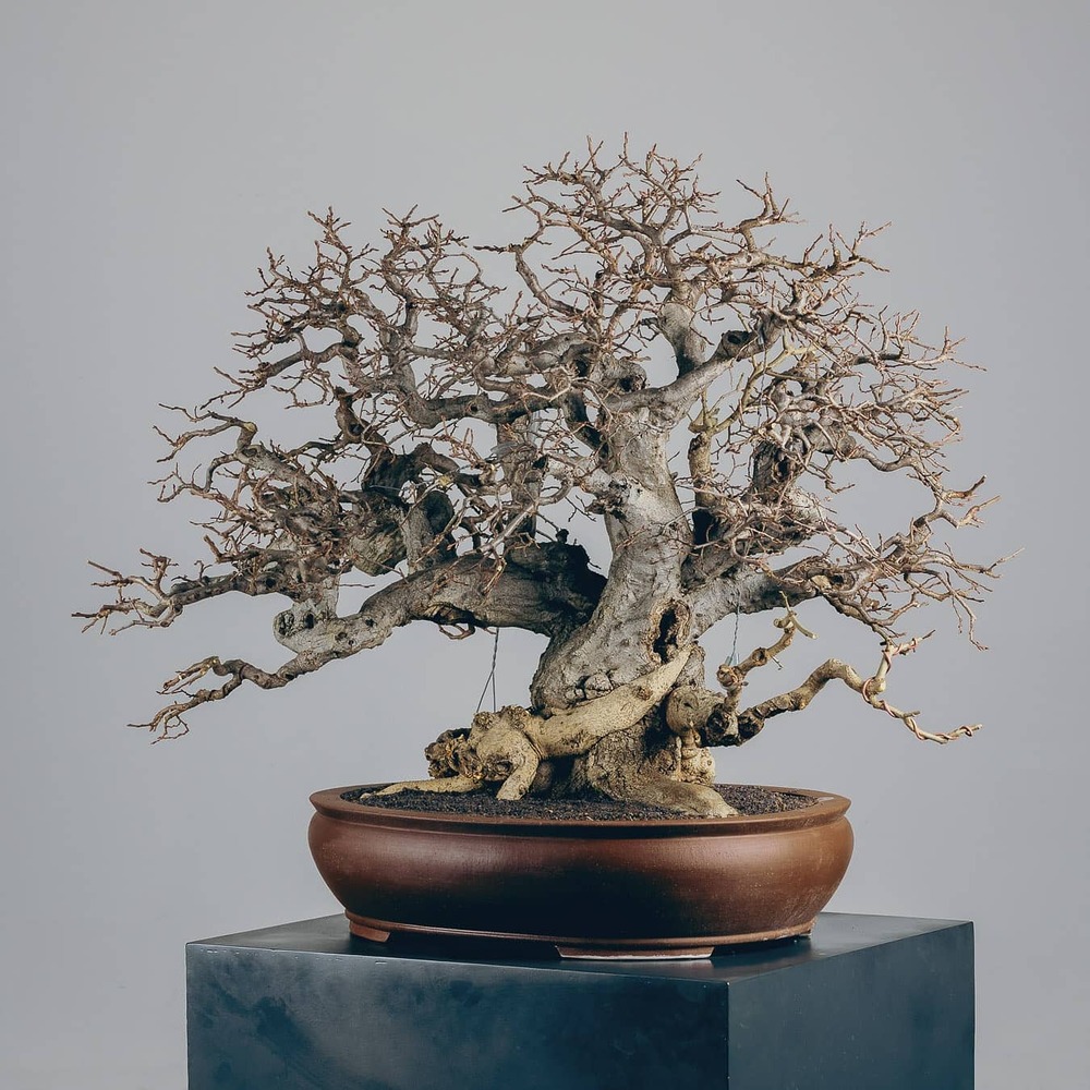 Bonsai plant for outdoor space Bonsai plant for outdoor space