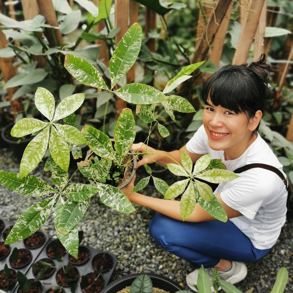 Lady taking care of money plant woman taking care of growing plants of money tree