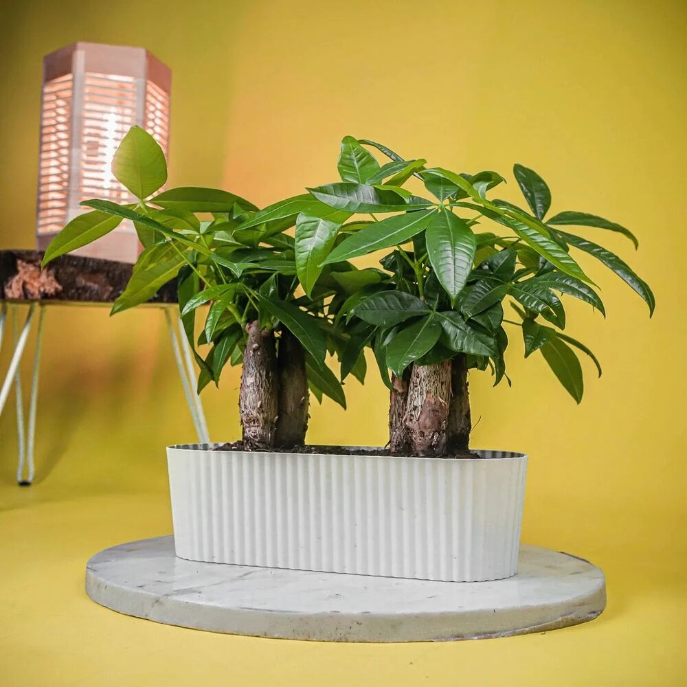 green decor your home with moeny tree Money tree are also known for exceptional new leaf growth