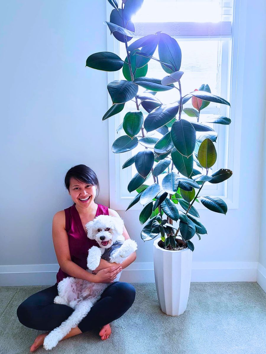 Rubber plant potted rubber plant kept indoors