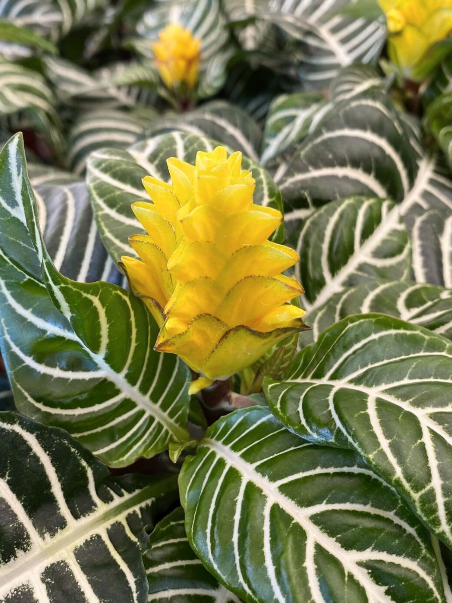 Yellow Flowers of the Aphelandra Squarrosa by Richplant Yellow Flowers of the Aphelandra Squarrosa by Richplant