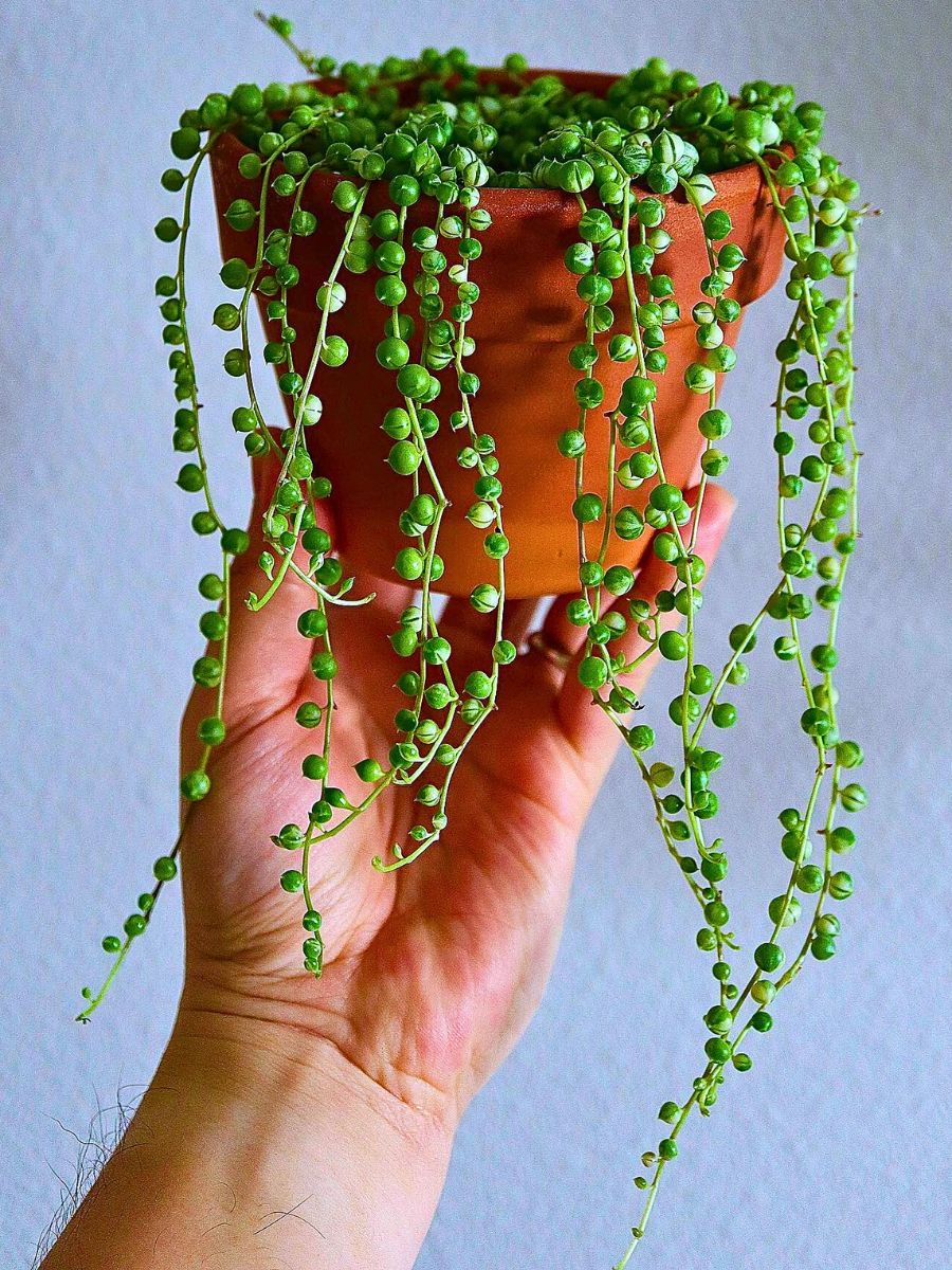 String of pearls Houseplants With the Most Unique Leaves
