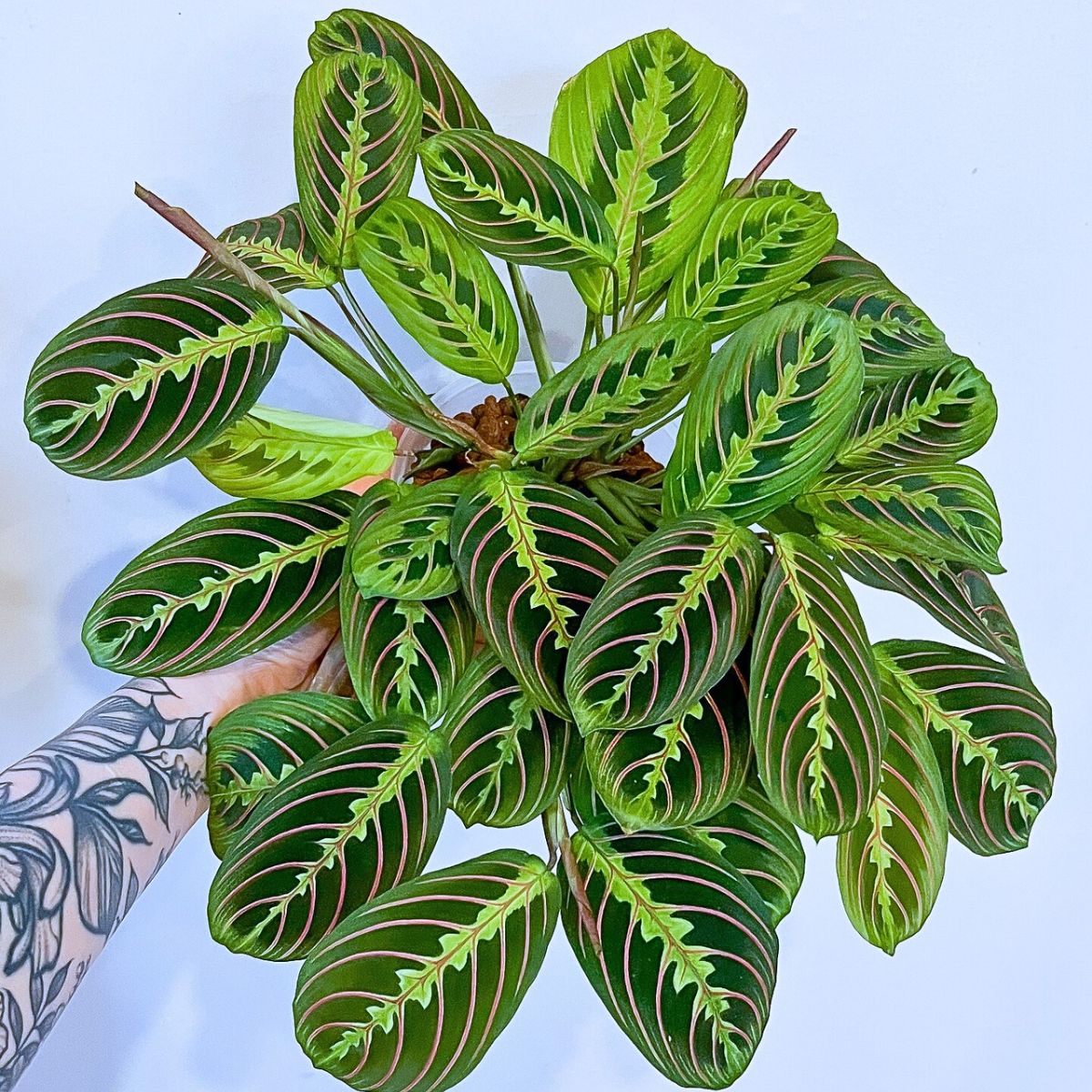 Prayer plant Houseplants With the Most Unique Leaves