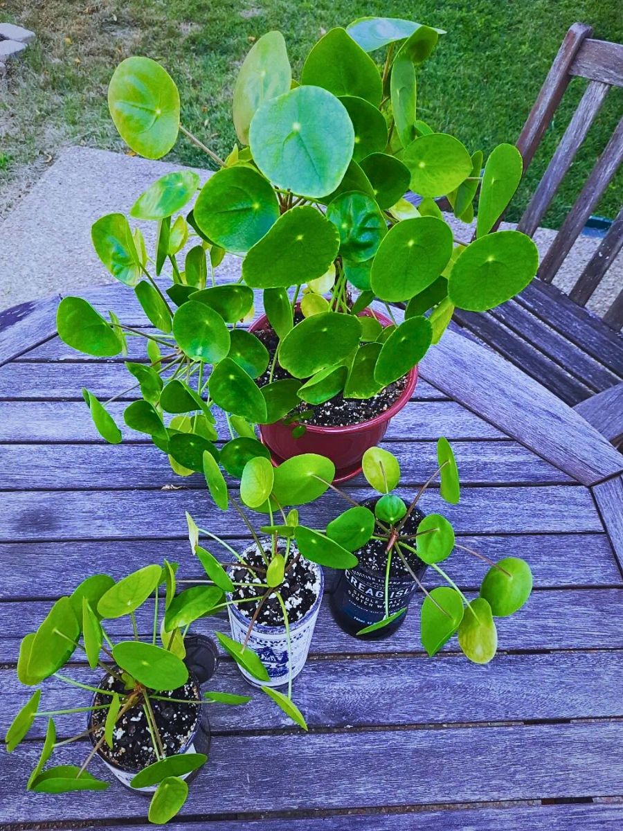 Chinese money plant Houseplants With the Most Unique Leaves
