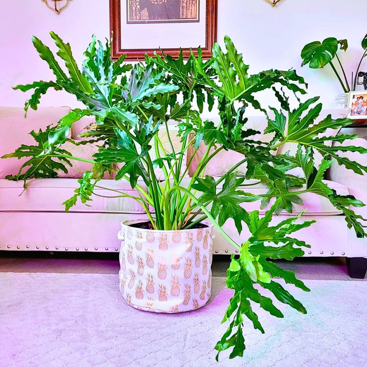 Philodendron Bipinnatifidum Houseplants With the Most Unique Leaves