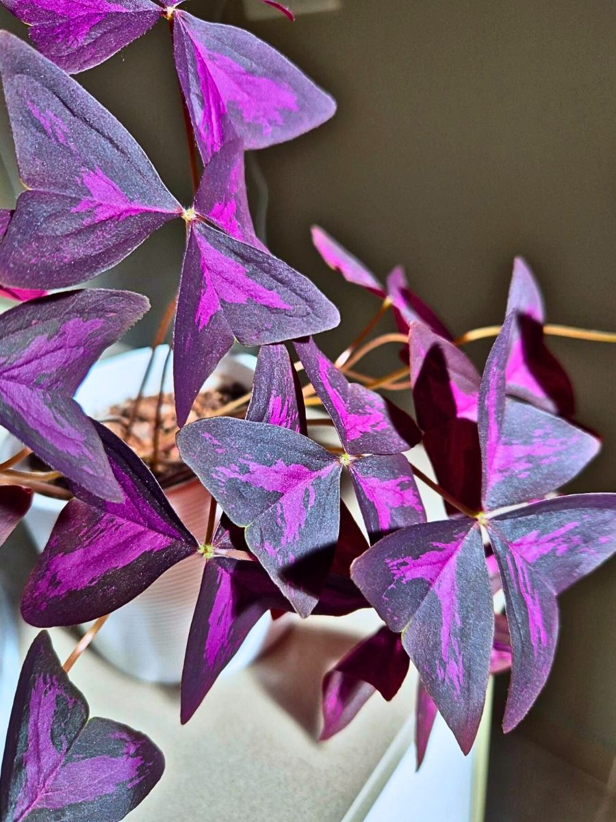 Oxalis Houseplants With the Most Unique Leaves