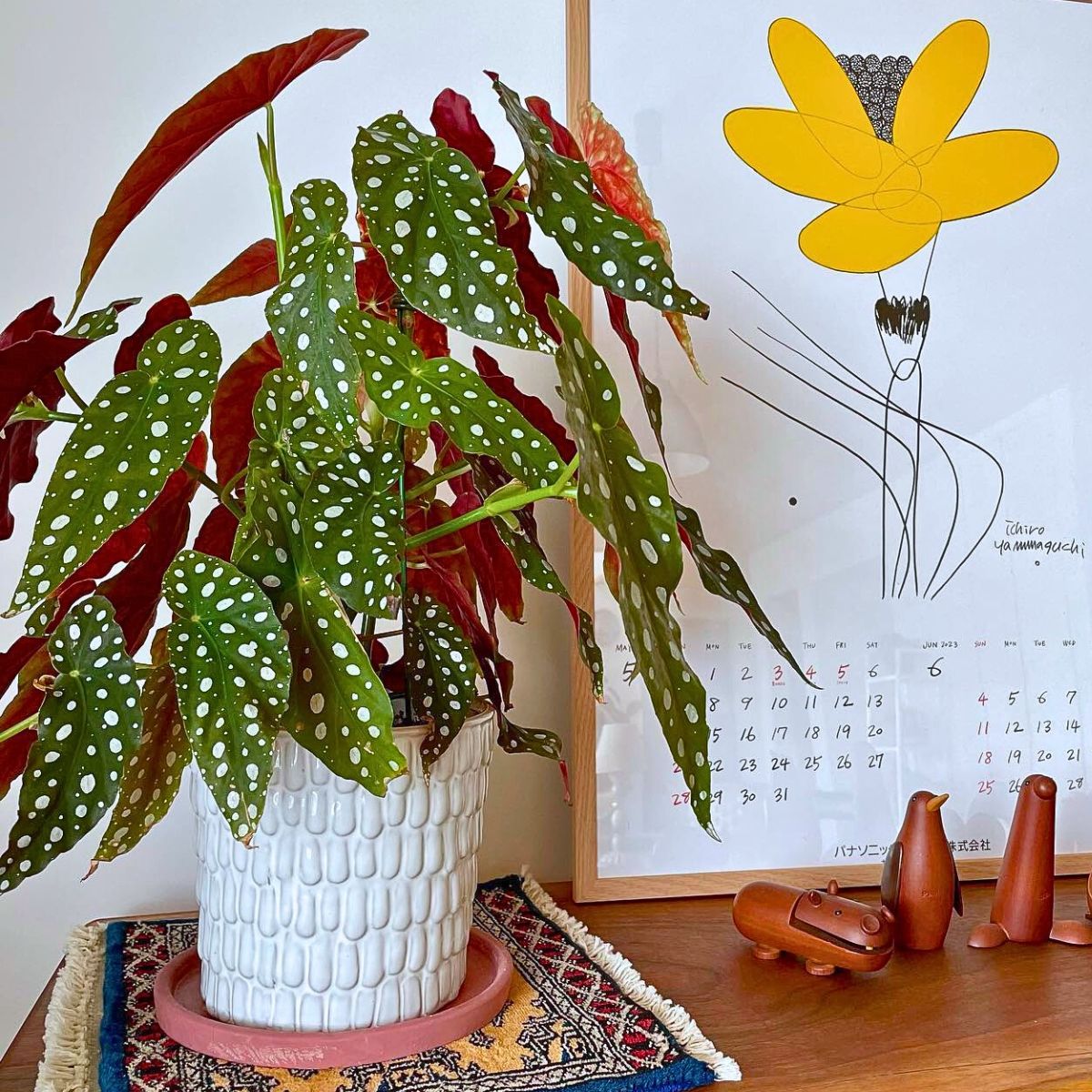 Polka dot begonia maculata Houseplants With the Most Unique Leaves