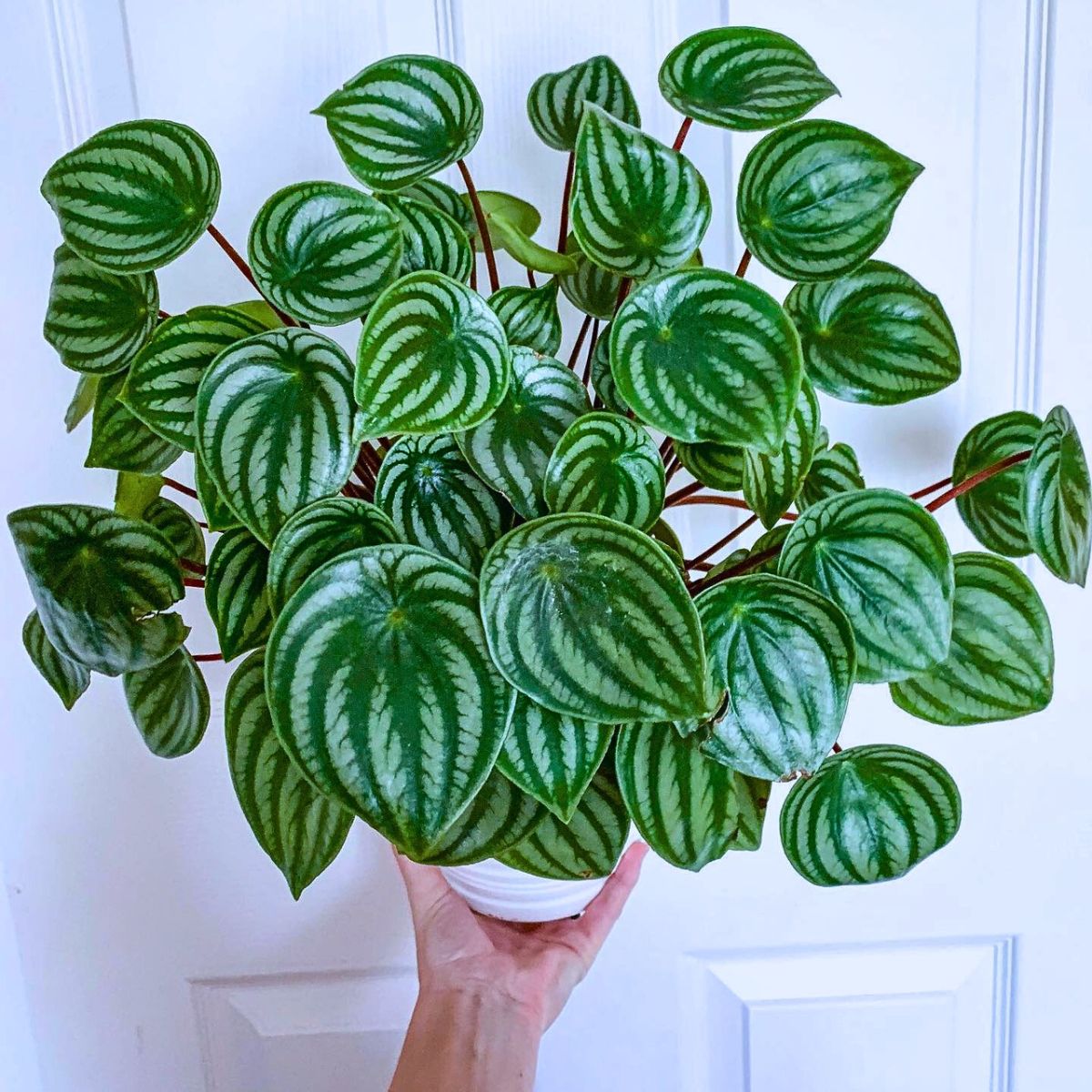 Watermelon peperomia Houseplants With the Most Unique Leaves
