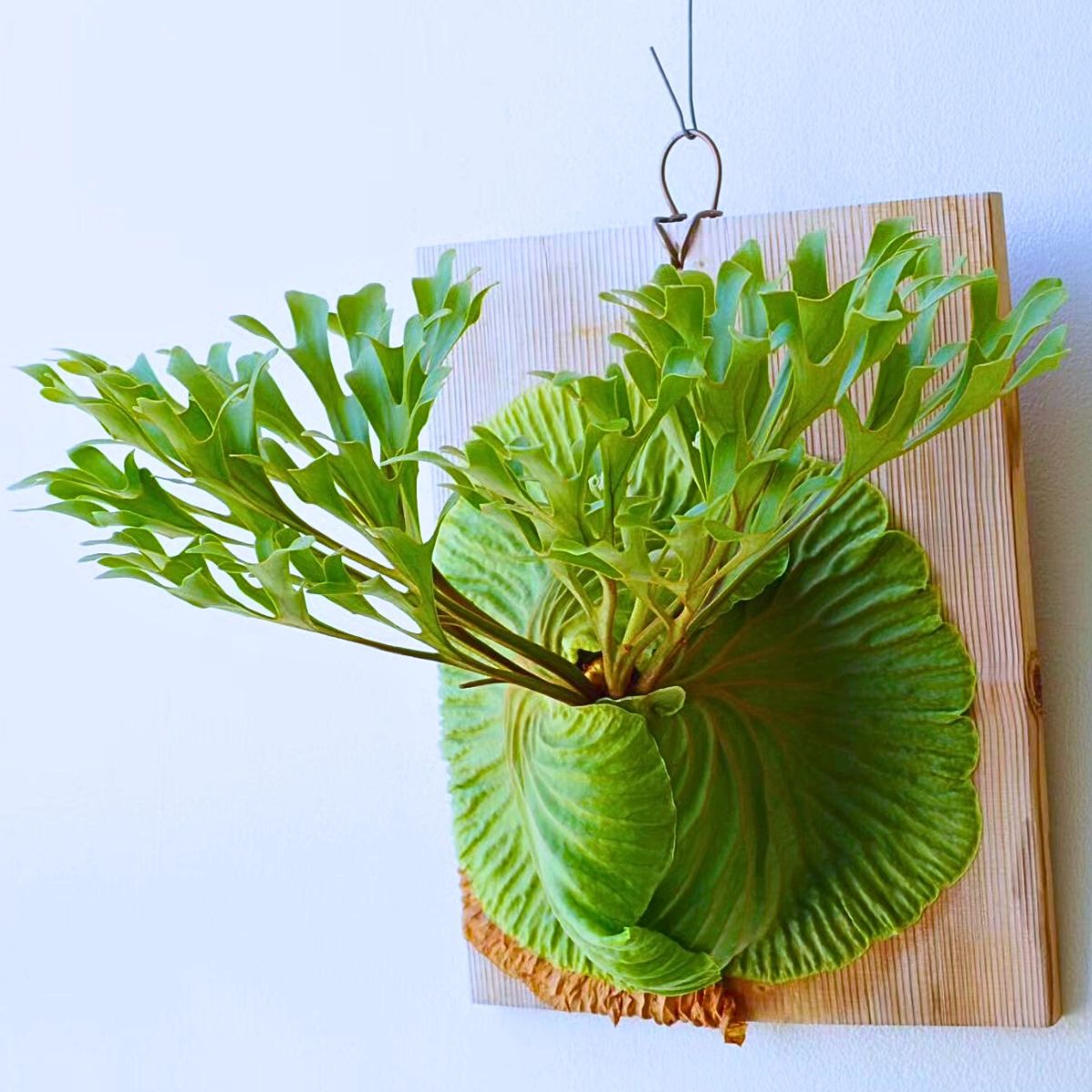 Staghorn fern Houseplants With the Most Unique Leaves
