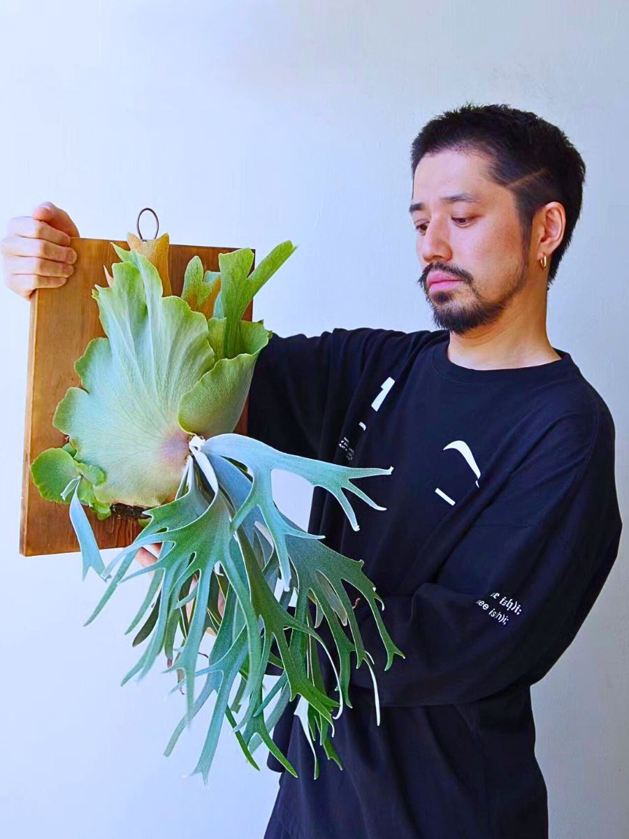 Staghorn fern Houseplants With the Most Unique Leaves