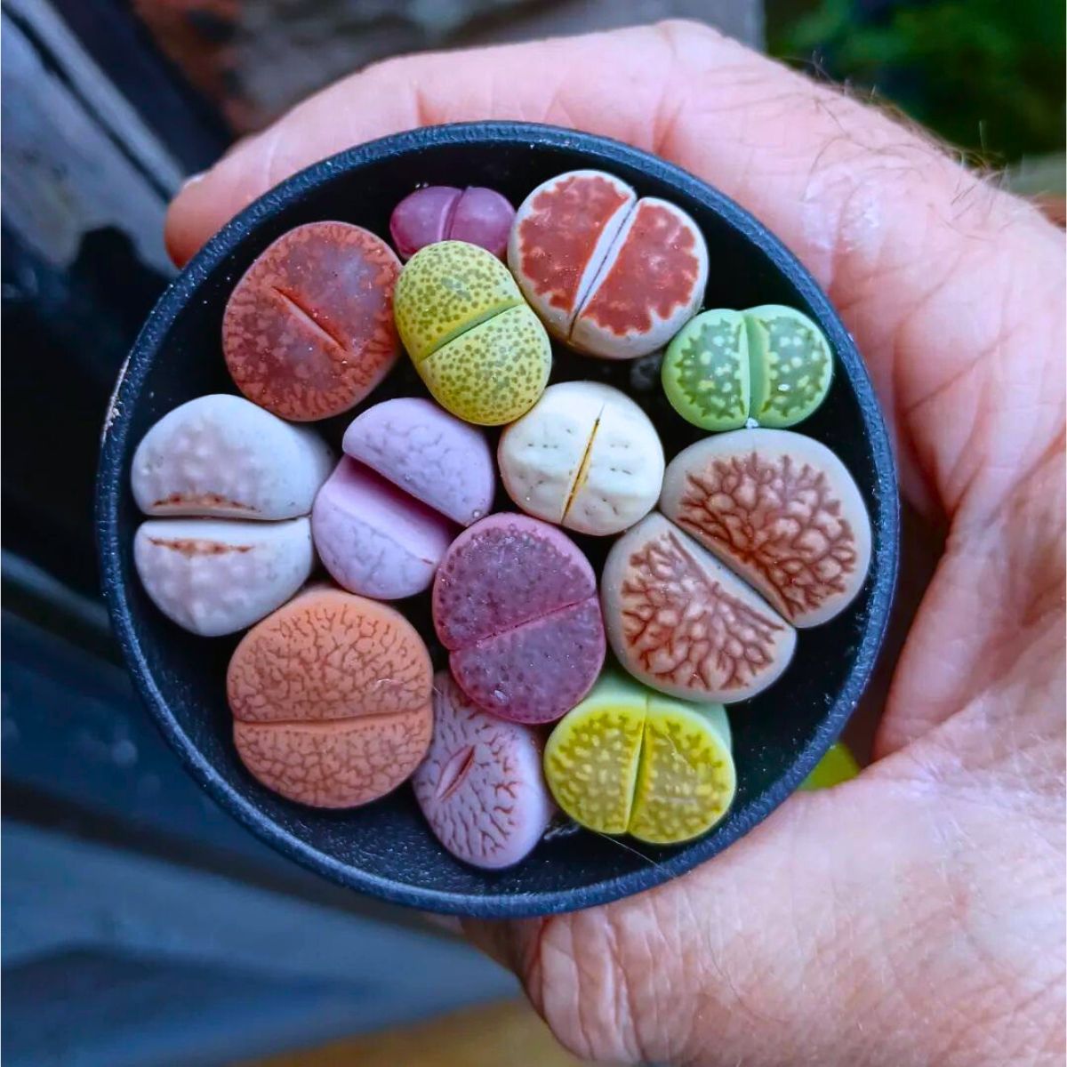 Lithops Houseplants With the Most Unique Leaves
