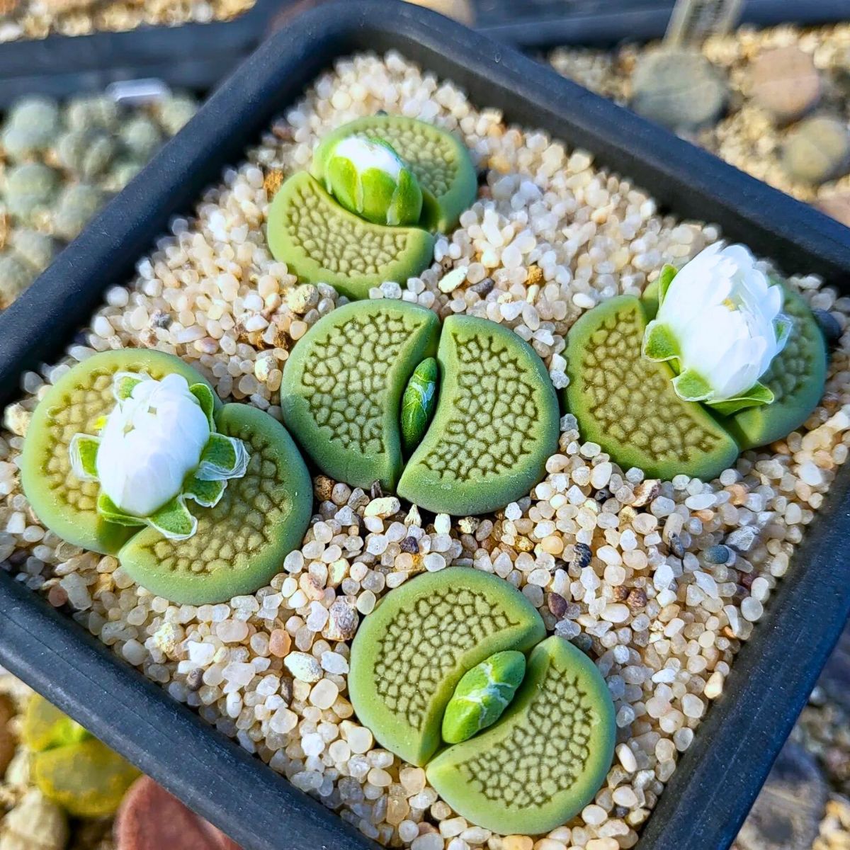 Lithops Houseplants With the Most Unique Leaves