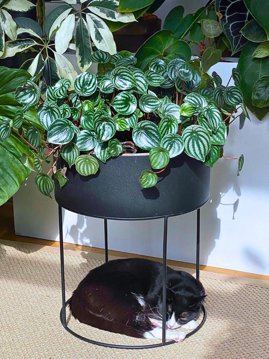 Houseplants Houseplants With the Most Unique Leaves