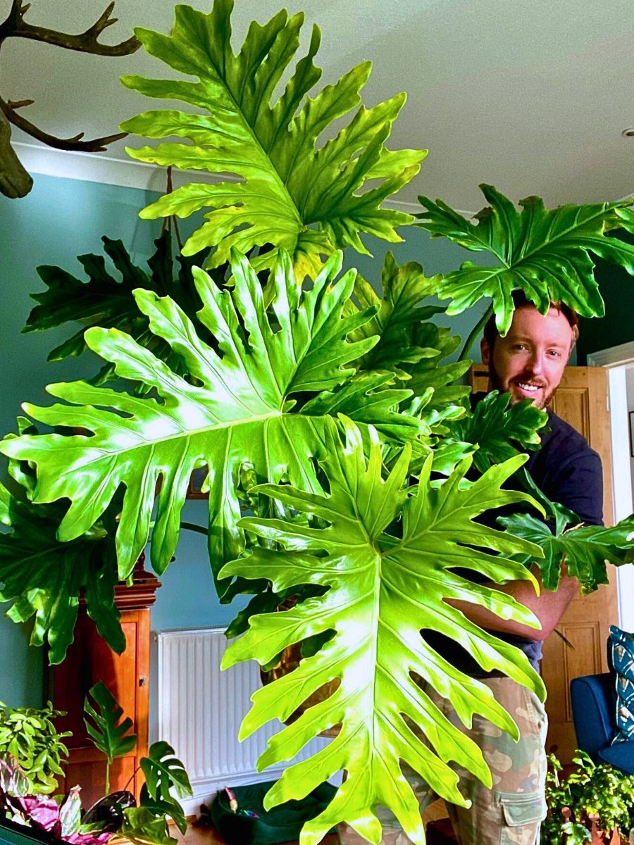 Philodendron Bipinnatifidum Houseplants With the Most Unique Leaves