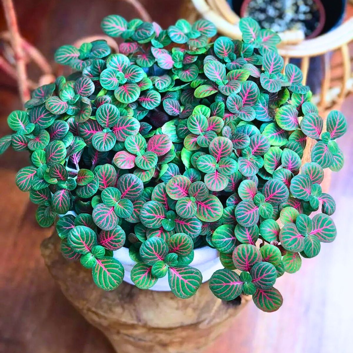 Fittonia Houseplants With the Most Unique Leaves