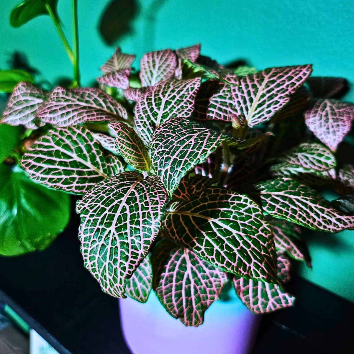 Fittonia Houseplants With the Most Unique Leaves