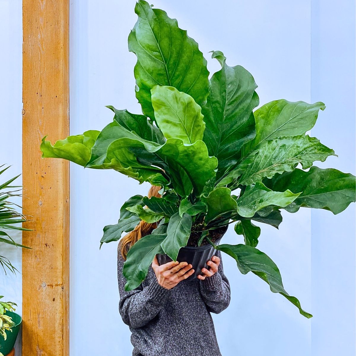 Rare and Special Houseplants Rare and Special Houseplants to Add to the Urban Jungle in Your Home