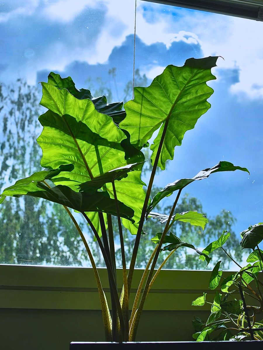 Alocasia Portadora Rare and Special Houseplants to Add to the Urban Jungle in Your Home