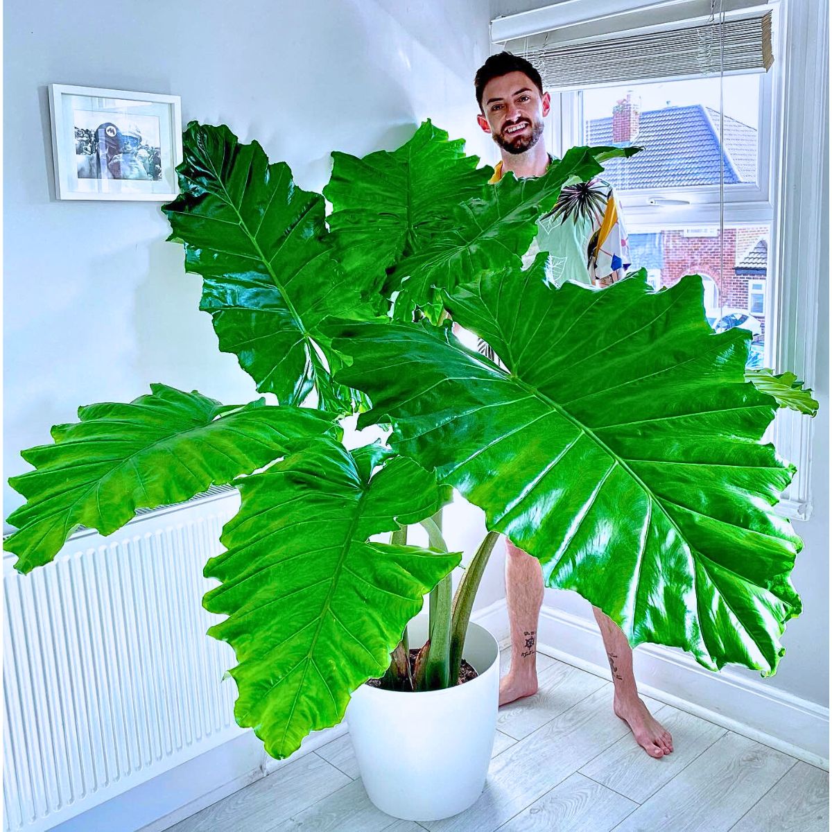 Alocasia portadora Rare and Special Houseplants to Add to the Urban Jungle in Your Home
