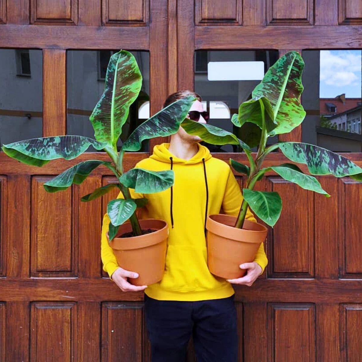 Banana plants Rare and Special Houseplants to Add to the Urban Jungle in Your Home