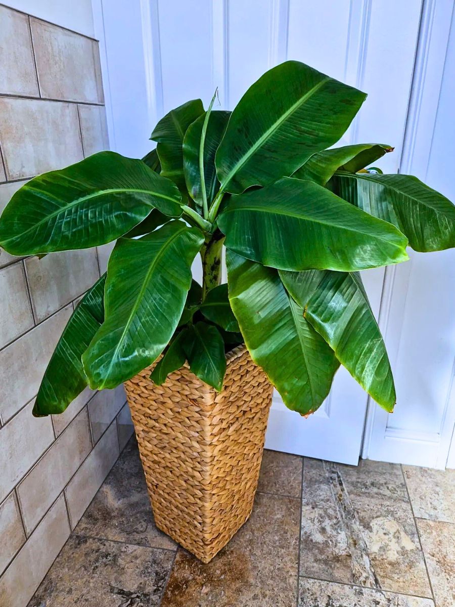Dwarf banana plants Rare and Special Houseplants to Add to the Urban Jungle in Your Home