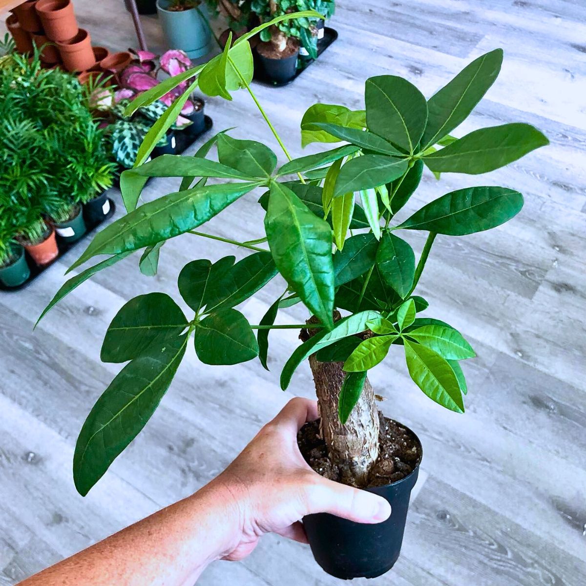 Money tree Rare and Special Houseplants to Add to the Urban Jungle in Your Home