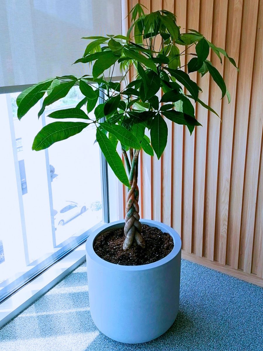 Pachira Aquatica Rare and Special Houseplants to Add to the Urban Jungle in Your Home