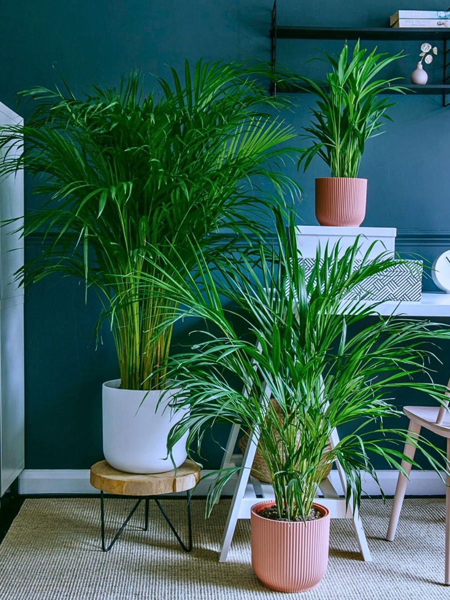 Areca palm Rare and Special Houseplants to Add to the Urban Jungle in Your Home