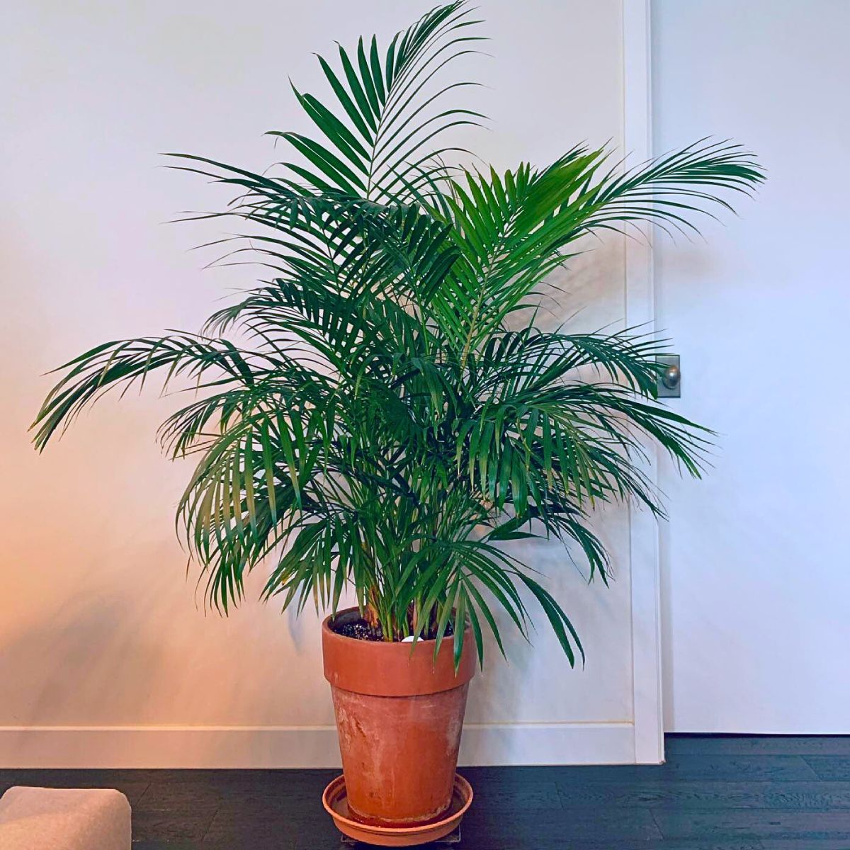 Areca palm Rare and Special Houseplants to Add to the Urban Jungle in Your Home