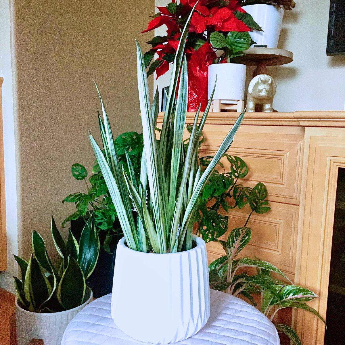 Sansevieria Bantel’s Sensation Rare and Special Houseplants to Add to the Urban Jungle in Your Home