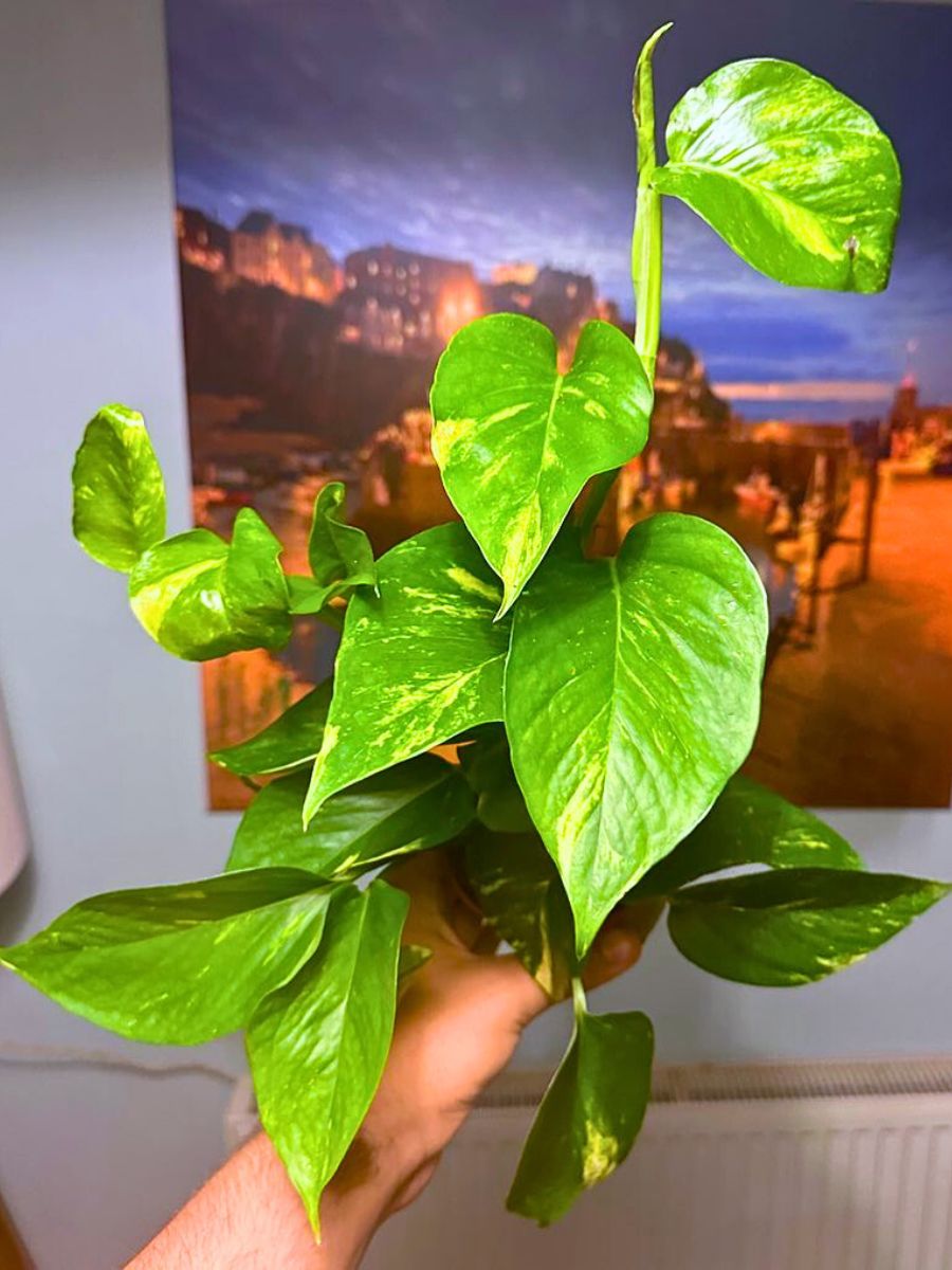 Epipremnum Pinnatum 'Aureum' Rare and Special Houseplants to Add to the Urban Jungle in Your Home