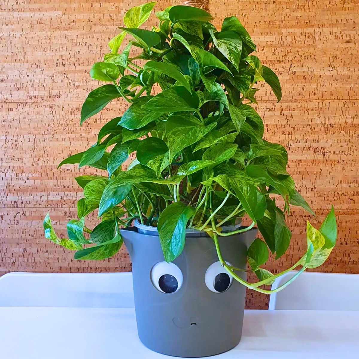 Epipremnum Pinnatum 'Aureum' Rare and Special Houseplants to Add to the Urban Jungle in Your Home