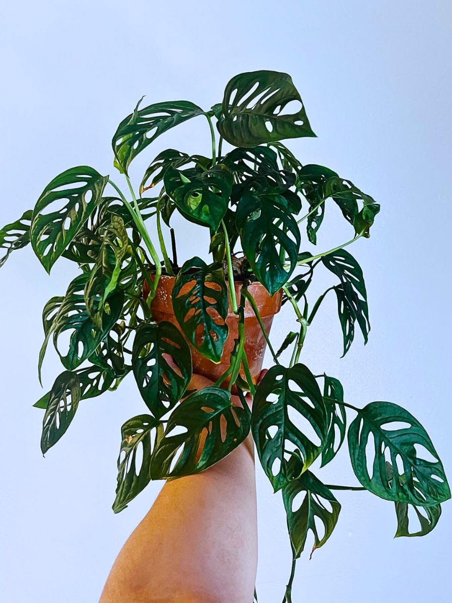 Monstera Adansonii Rare and Special Houseplants to Add to the Urban Jungle in Your Home
