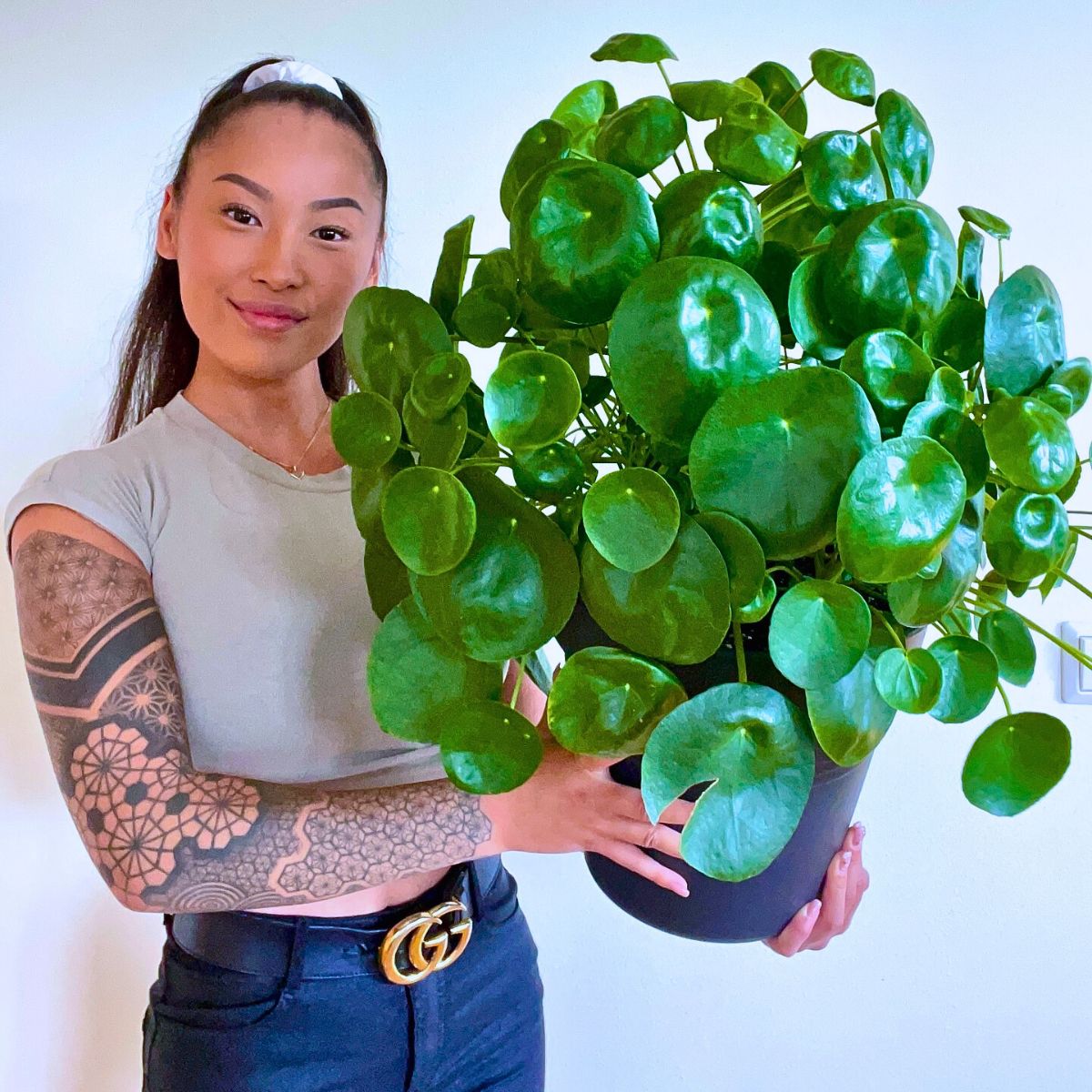 Chinese money plants Rare and Special Houseplants to Add to the Urban Jungle in Your Home