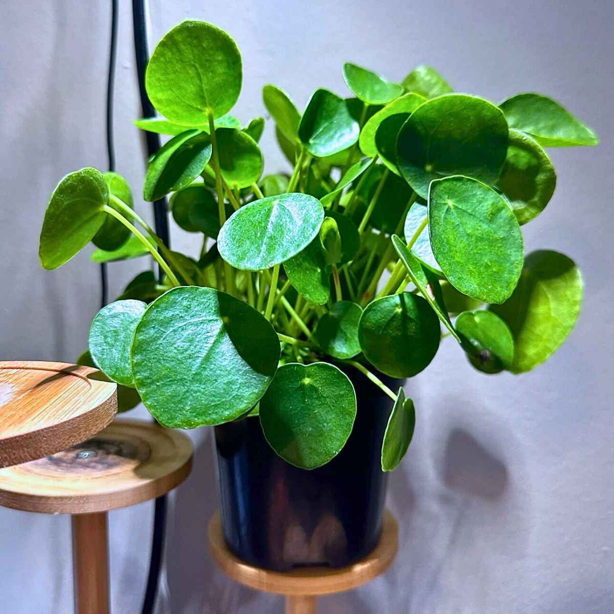 Pilea Peperomioides aka Chinese Money Plant Rare and Special Houseplants to Add to the Urban Jungle in Your Home
