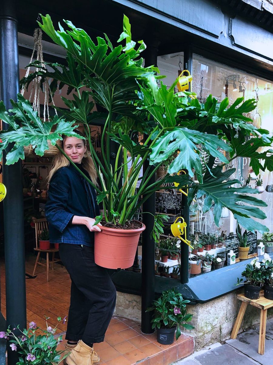 Philodendron Bipinnatifidum Rare and Special Houseplants to Add to the Urban Jungle in Your Home