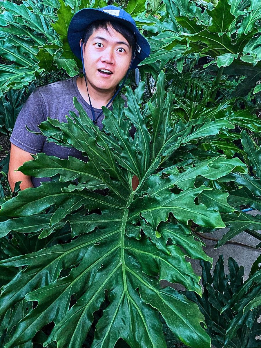 Philodendron Bipinnatifidum Rare and Special Houseplants to Add to the Urban Jungle in Your Home