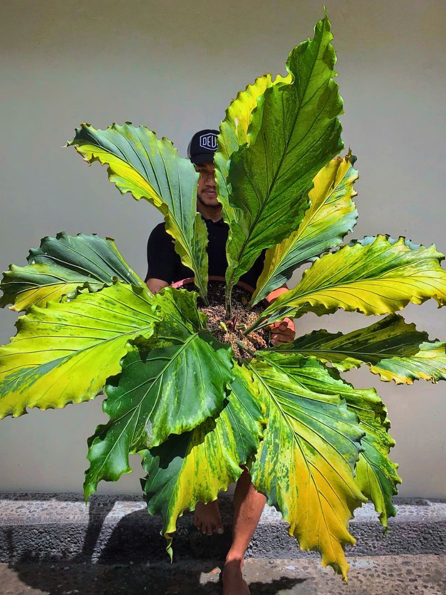 Anthurium Plowmanii Variegata Rare and Special Houseplants to Add to the Urban Jungle in Your Home