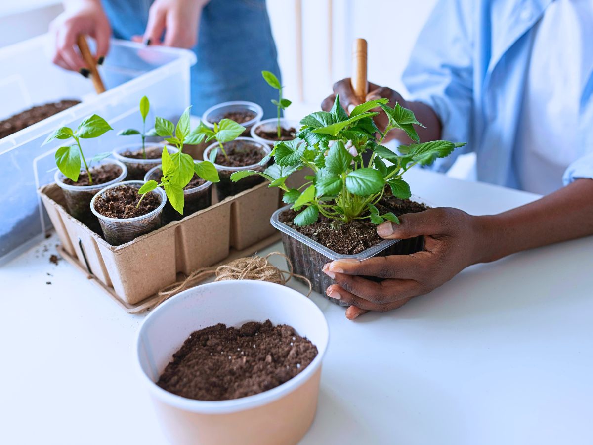 Houseplants The Easiest Houseplants to Propagate