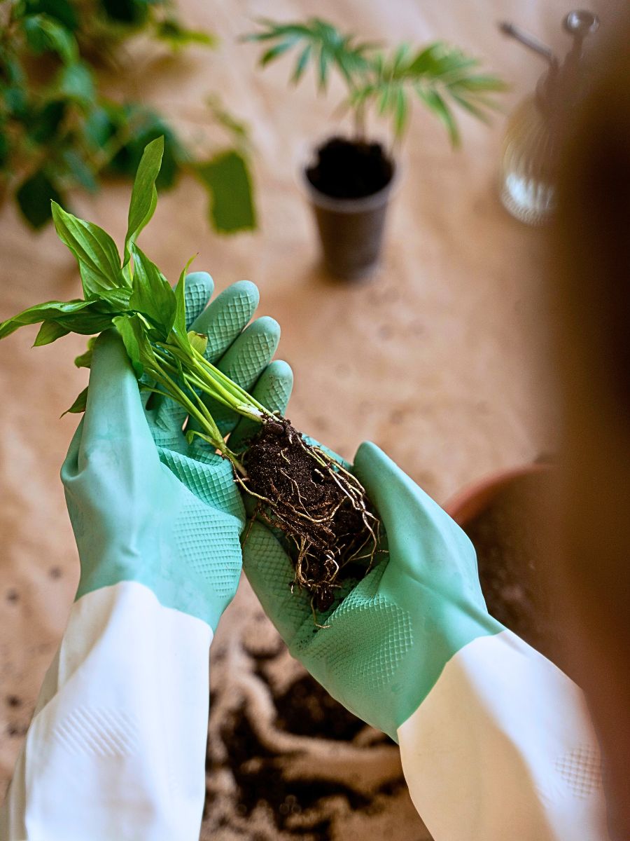 Young plants The Easiest Houseplants to Propagate