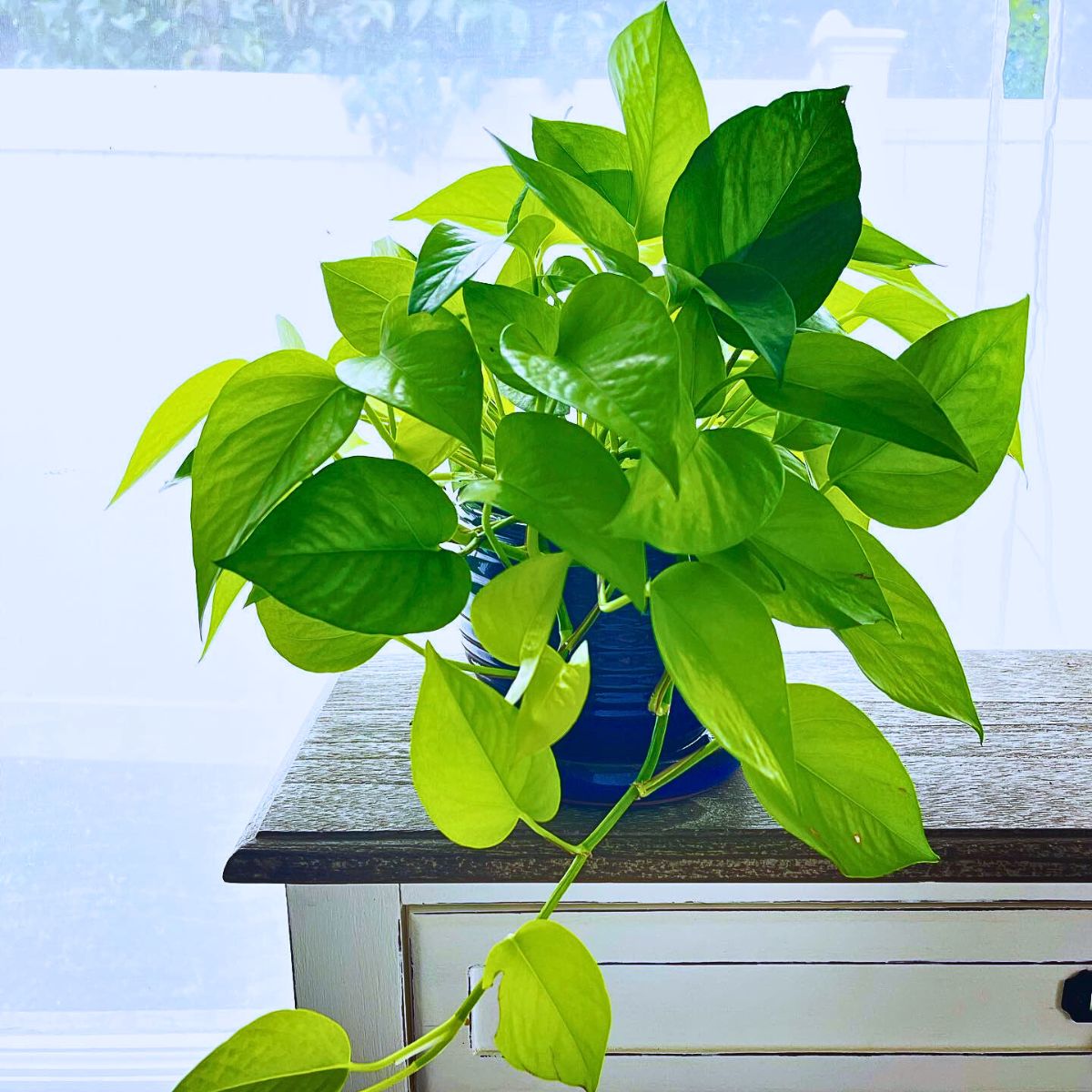 Pothos The Easiest Houseplants to Propagate