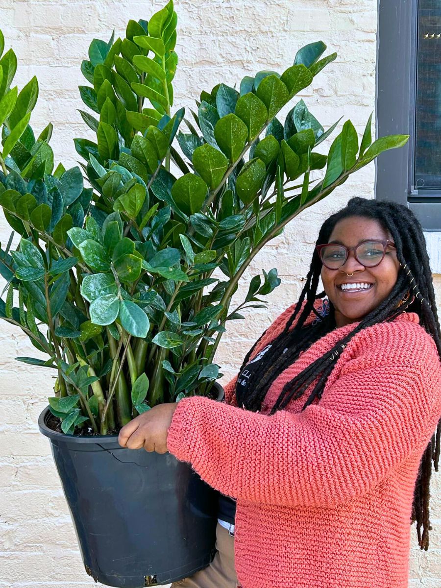 ZZ Plant The Easiest Houseplants to Propagate