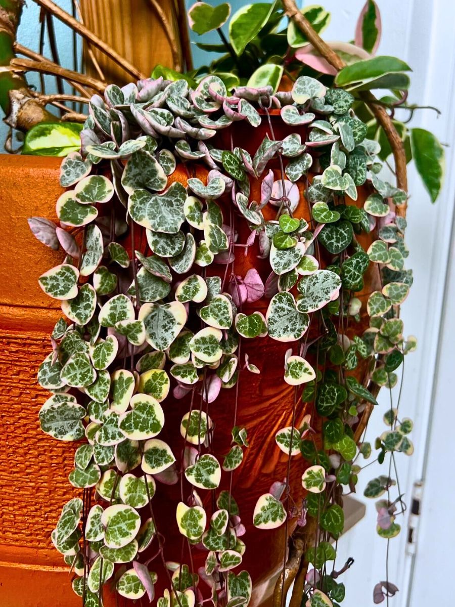 String of hearts The Easiest Houseplants to Propagate