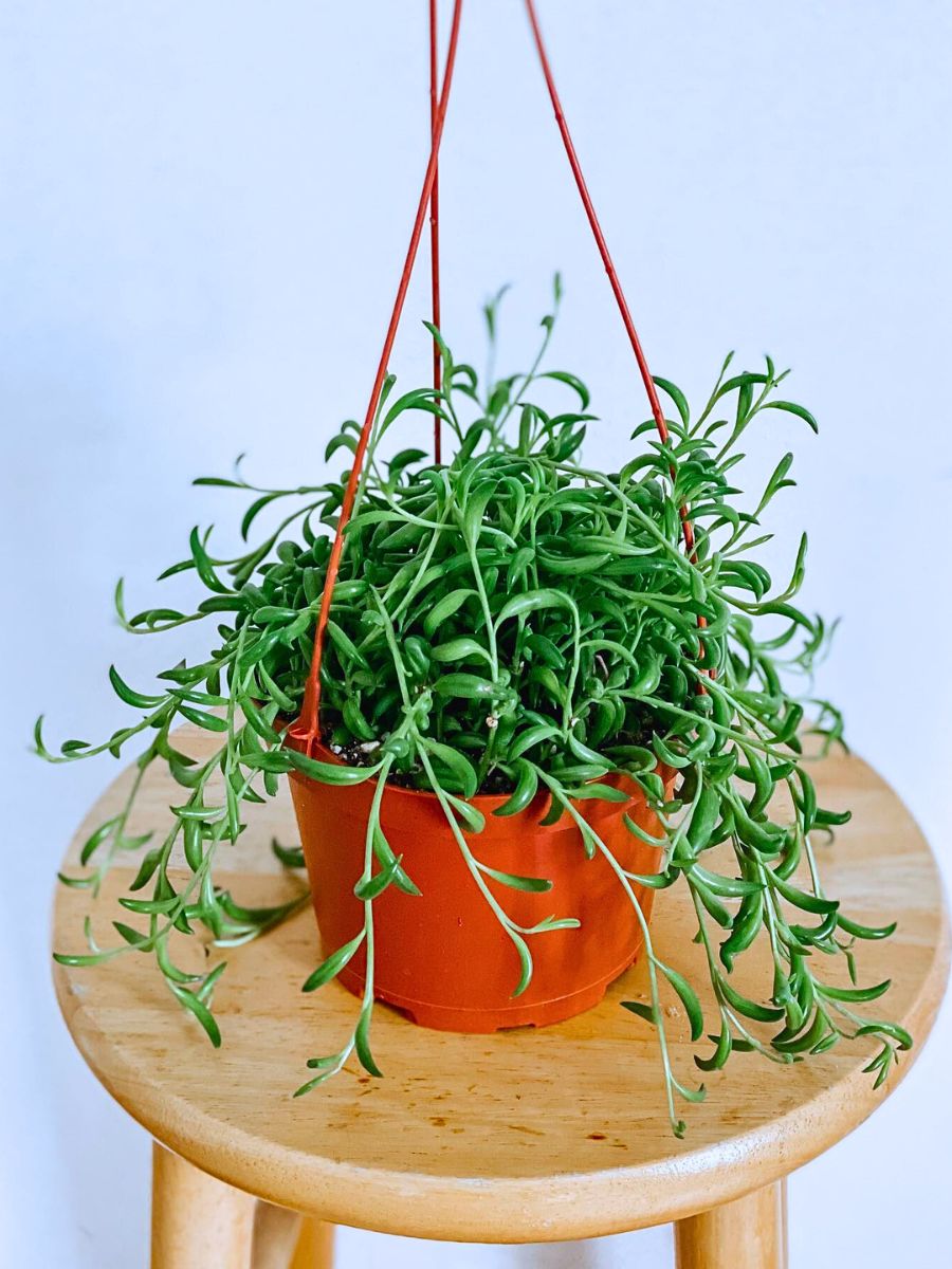 String of bananas The Easiest Houseplants to Propagate